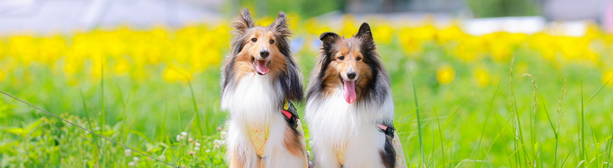 愛犬のサイズ目安