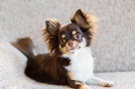 小型犬（～7kg程度）