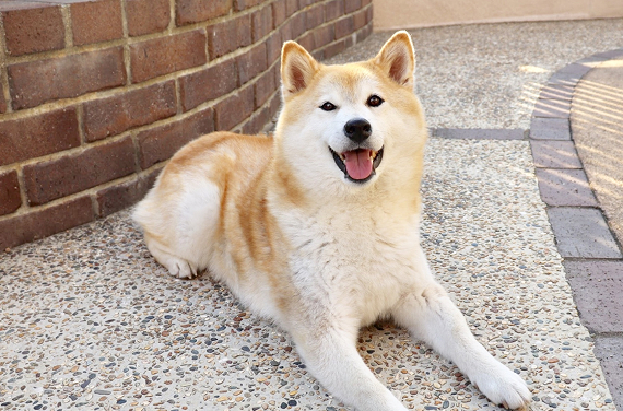 中型犬（7～25kg程度）