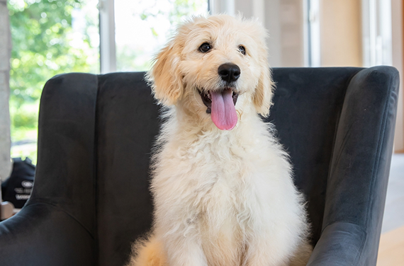 大型犬（25kg以上）